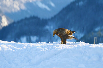 Majestic eagle hunting in a snowy mountain landscape during winter