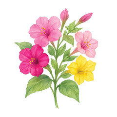 Four O’Clock Flower Bouquet – Thai Watercolor Botanical Illustration (PNG)