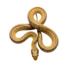 golden snake isolated on white background