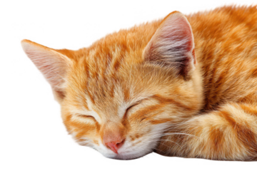 A cute little ginger cat sleeping on a white background, png, transparent