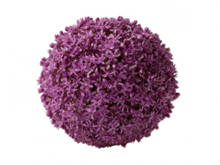 Purple Allium Flower Globe Close up of a spherical allium flower head showcasing numerous small purple blossoms