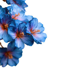 Close-up of vibrant blue flowers