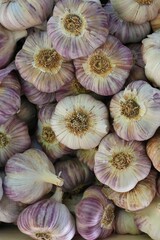 Fresh purple garlic heads at a farmers market in Provence, France