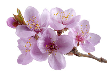Close-up of delicate pink blossoms on a branch