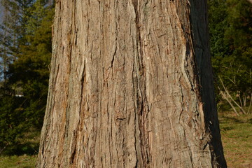 Close-up of reddish fibrous bark of Metasequoia glyptostroboides, known as Metasequoia in Korea, a deciduous conifer with vertically ridged texture. Photographed in Korea.

