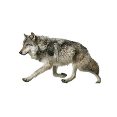 a running wolf, side view, looking towards the camera, isolated on a white background, png, transparent