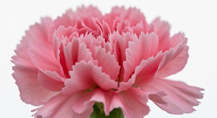 Zachte roze anjer bloeit zacht tegen lichte achtergrond. AI Generated