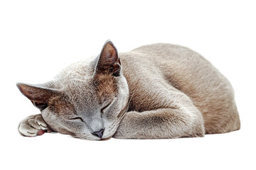 A cute domestic cat sleeping peacefully curled up isolated on transparent background