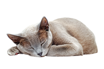 A cute domestic cat sleeping peacefully curled up isolated on transparent background