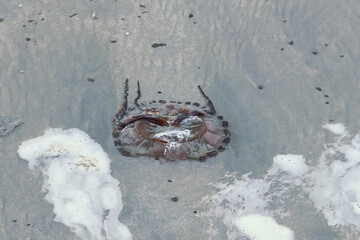 Jellyfish resting on the sandy beach with gentle waves lapping around it
