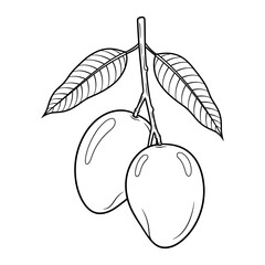 A detailed line drawing of two mangoes hanging from a branch with leaves on a white background