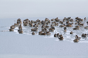 Fototapeta premium A flock of ducks gathering on a frozen pond