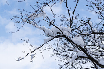 Blue sky and snow-covered tree branches