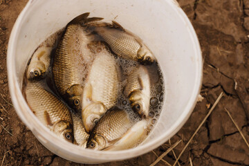 fish caught fishing in a plastic bucket