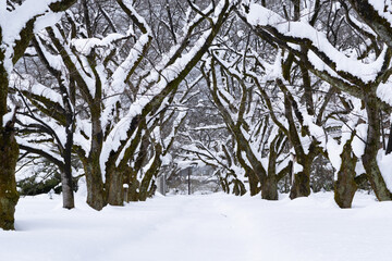 Snowy tree-lined street like a tunnel