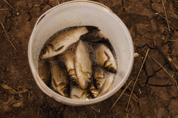 fish caught fishing in a plastic bucket