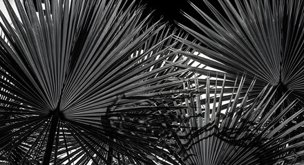 Obraz premium Black and white palm frond details