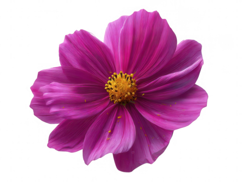 Vibrant pink cosmos flower close up macro  transparent background