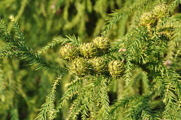 Immature green cones of Cryptomeria japonica, also known as Samnamu in Korea, showing early reproductive structures of the Cupressaceae tree. Photographed in Korea.

