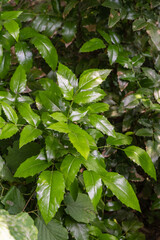 Dense cluster of vibrant green leaves on shrub Mahonia aquifolium or Oregon grape with a glossy texture and slightly serrated edges, thriving in lush, natural setting. Nature concept for design.