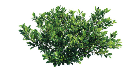 Obraz premium A vibrant green shrub with densely packed leaves of varying shades, creating a natural, bushy texture.