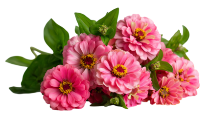 A lush cluster of bright pink zinnia flowers with yellow centers, surrounded by fresh green foliage against a clean white backdrop. The image should highlight the vibrant colors.