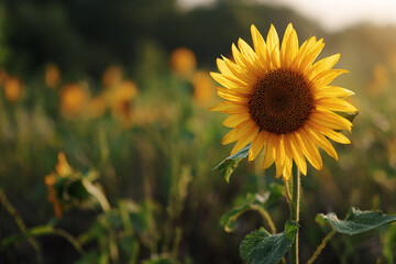 Obraz premium Sunflower bloom with fresh dew drops on vivid yellow petals under early sunlight in nature