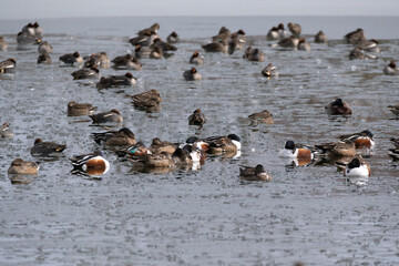 A flock of ducks gathered at a winter pond