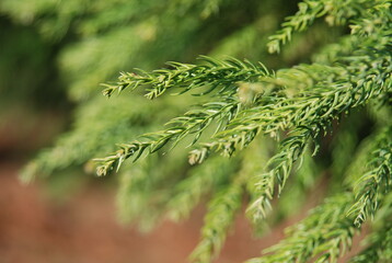 Close-up of soft spiral green needles of Cryptomeria japonica, called Samnamu in Korea, a coniferous evergreen native to Japan and planted widely in Korea. Photographed in Korea.

