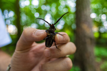 An entomologist holds a longhorn beetle in a forest, showing its intricate antennae and body...