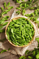 Young spruce tree tips collected in spring in a wicker basket - ingredient for herbal syrup