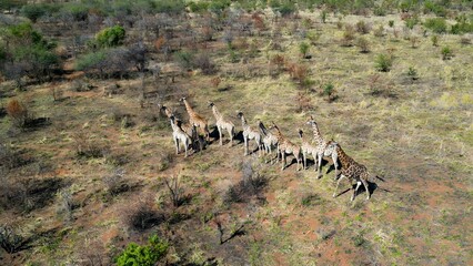 Safari Tour In Etosha National Park Namibia. Game Drive Safari Scenery In The African Savannah. Exotic Valley Farmland Peaceful. Farmland Tropical Countryside. Etosha National Park.