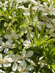 Dense thicket of blooming white Mexican orange blossom with vibrant green foliage in a natural garden setting. Delicate petals and unopened buds evoke freshness and early summer beauty.