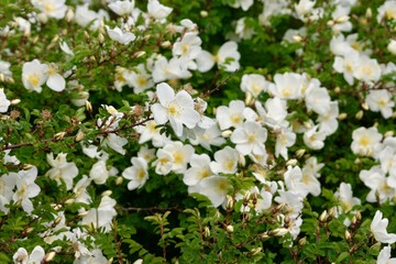 Dense thicket of blooming white wild rose blossom with vibrant green foliage in a natural garden setting. Delicate petals and unopened buds evoke freshness and early summer beauty.