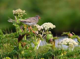 Common Redshank flying over Wildflowers in Wetland Habitat