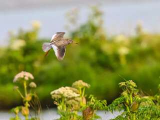 Common Redshank flying over Wildflowers in Wetland Habitat