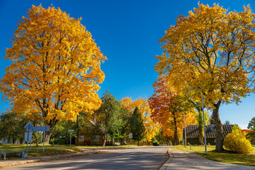 Stunning golden autumn trees lining peaceful street in Kernave, Lithuania, showcasing vibrant fall...