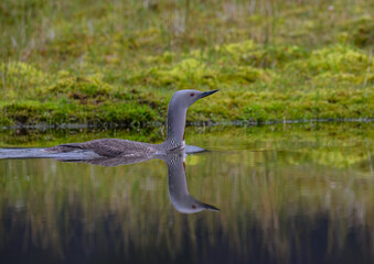 Red-Throated Loon Swimming Through Peaceful Lake Waters