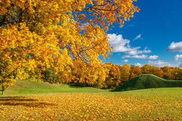 Golden autumn foliage, covering a grassy field with fallen leaves and gentle green hills in the...
