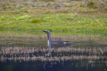Red-Throated Loon Swimming Through Peaceful Lake Waters