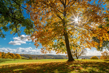 Majestic autumn tree with golden foliage and sunburst through branches creating dramatic backlight...