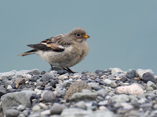 Juvenile Snow Bunting on Rocky Shoreline in Natural Habitat