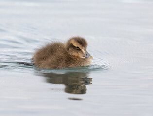 Common Eider Duckling Swimming on Calm Water Surface