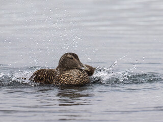 Female Common Eider Splashing in Coastal Waters