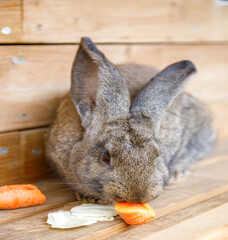 Large grey rabbit with prominent ears eating a carrot and cabbage on a wooden surface
