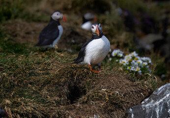Atlantic Puffin Standing in Grassland Habitat