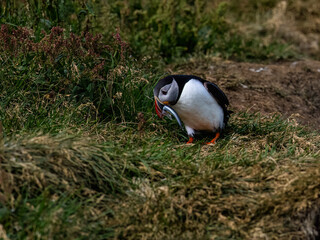 Atlantic Puffin stands on grassy terrain with a fish in its colorful beak