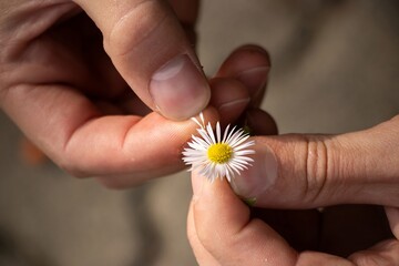 Close-up of hands gently holding a delicate daisy flower, showcasing the intricate petals and vibrant yellow center, symbolizing nature's beauty and fragility