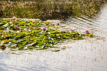 Water lilies with vibrant pink flowers float gracefully on a serene pond surface, surrounded by lush green leaves and gentle ripples, creating a tranquil natural scene