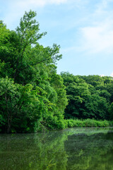 池のある森の風景